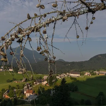 Macesen Spodnja Sorica